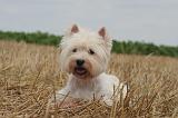 WESTIE 392